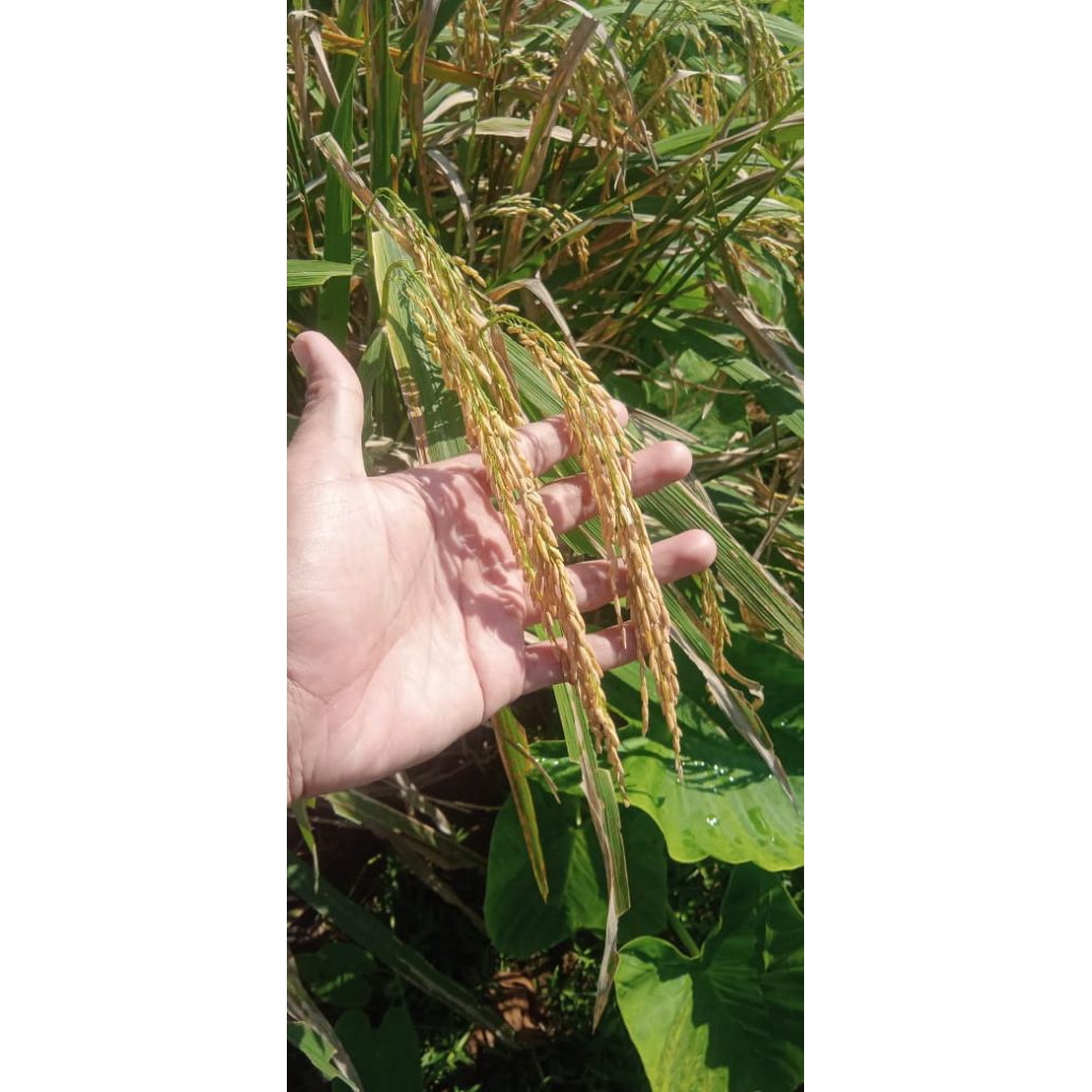 

padi kampung siam kualitas bagus