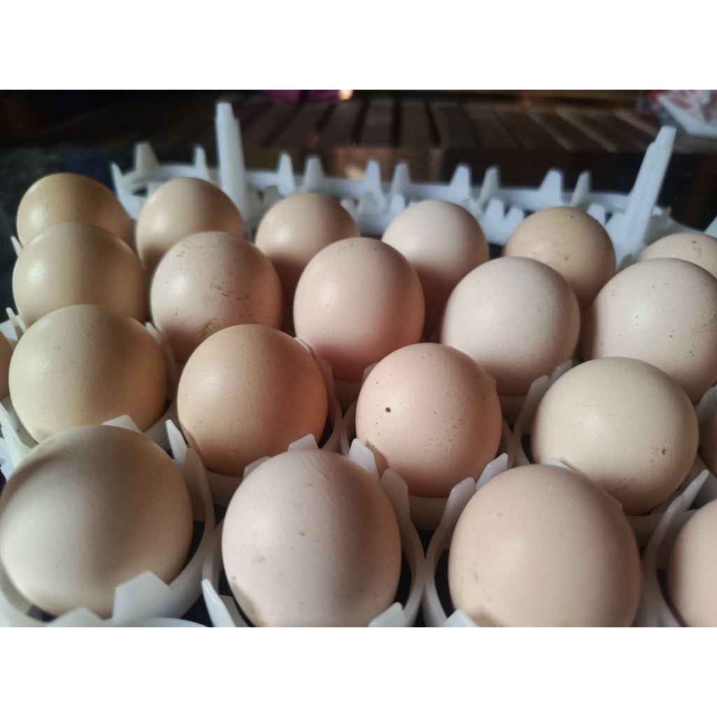 Telor Ayam Fertil KUB 2 Janaka