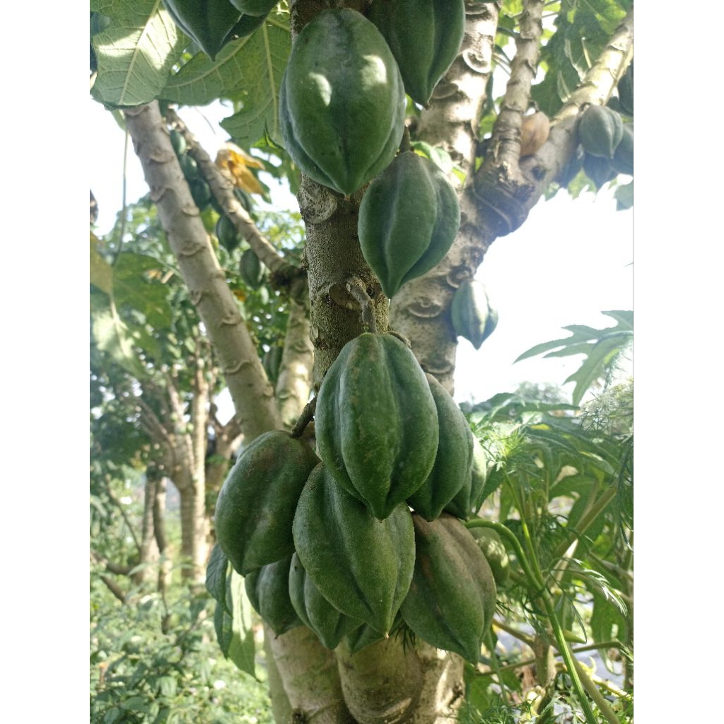 

buah carica dieng asli