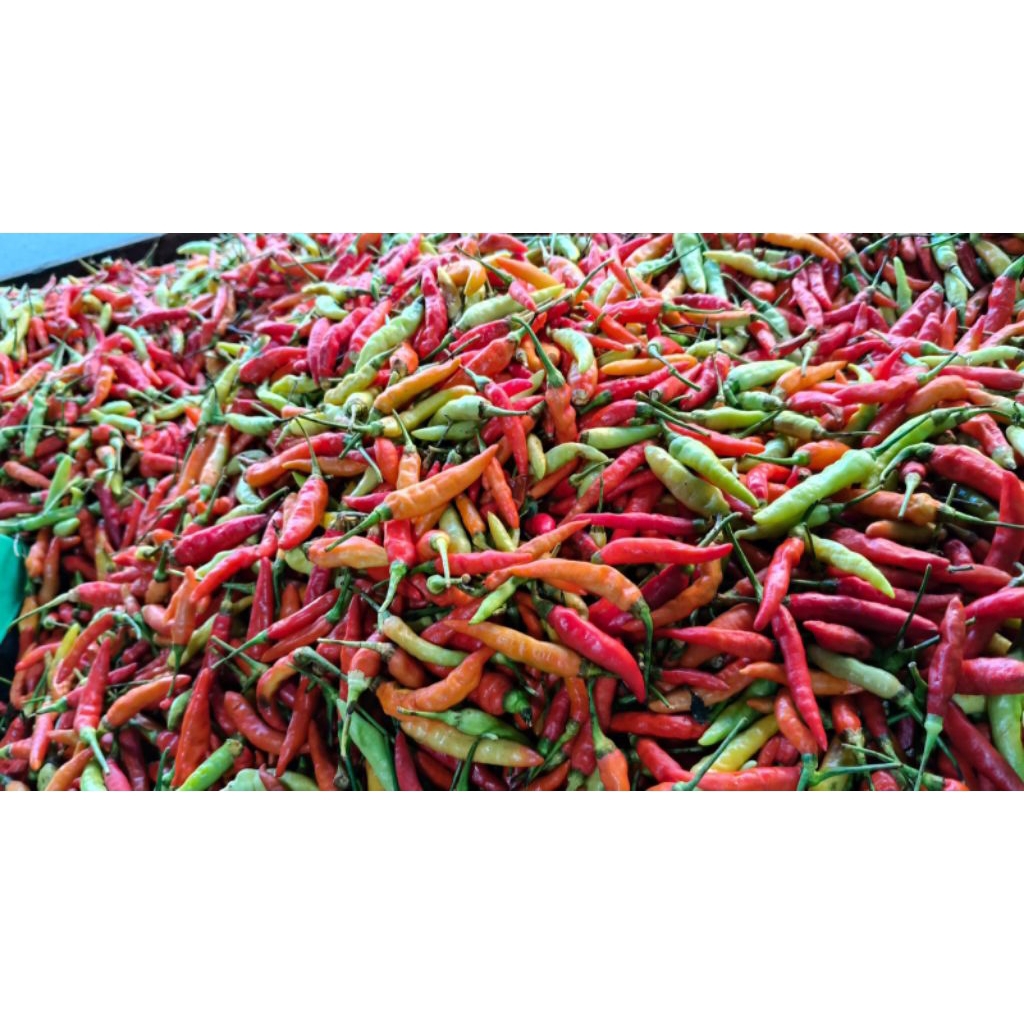 

lombok murah 30k /kg