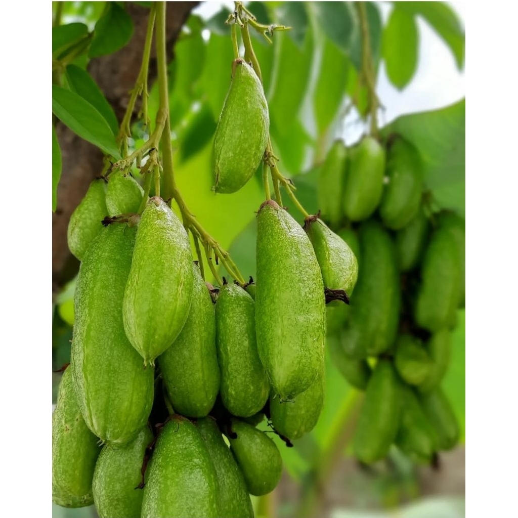 

belimbing wuluh segar