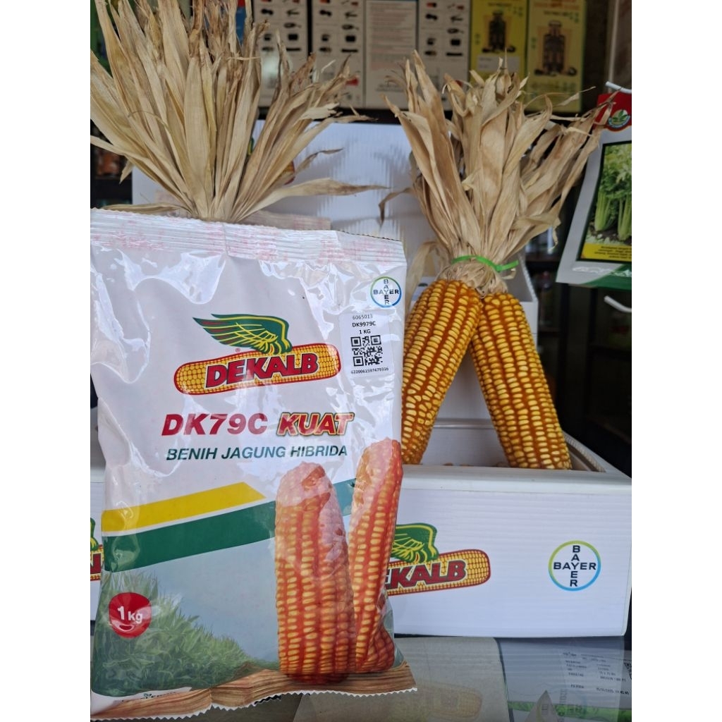 Benih Jagung Dekalb DK79C Kuat - BAYER Kemasan 1 Kg