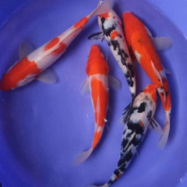 Bibit ikan Koi warna cantik