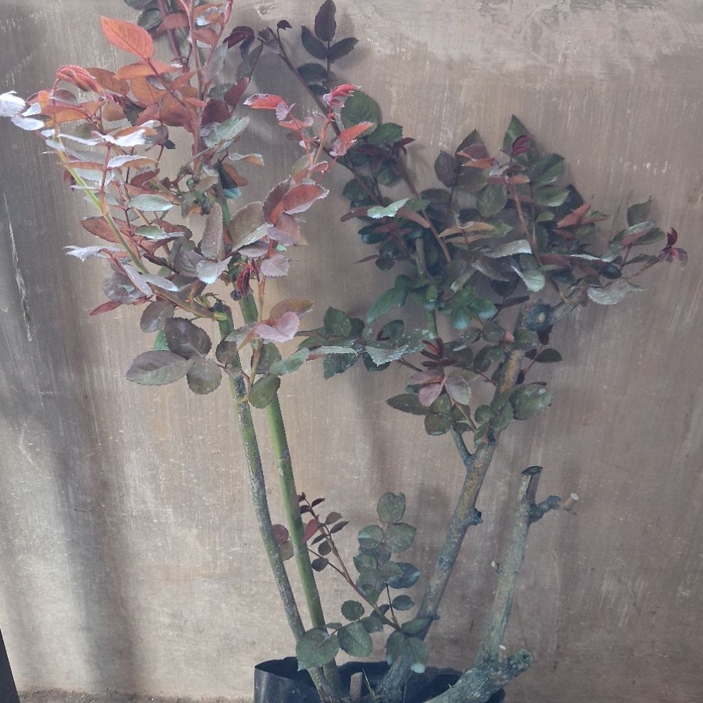 MAWAR INDUKAN DENGAN BATANG BESAR