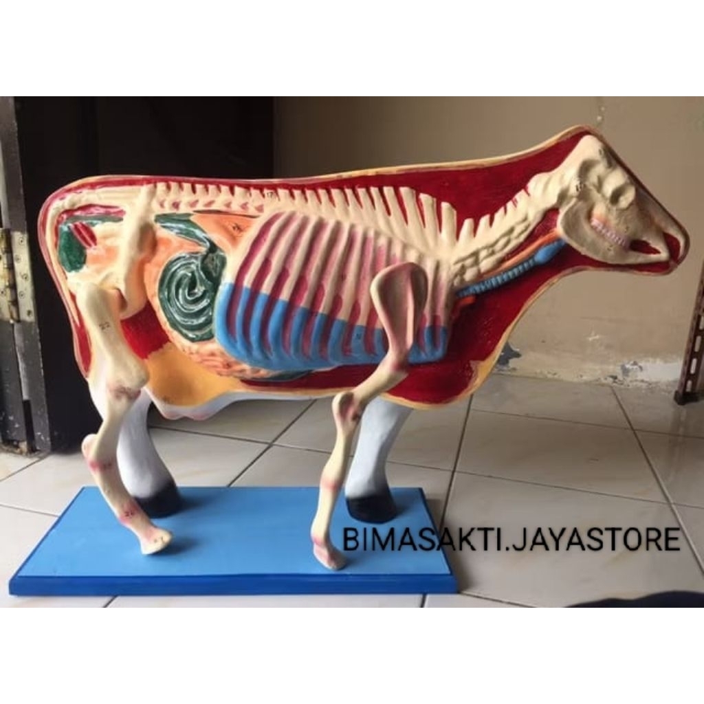 

Model torso sapi lembu