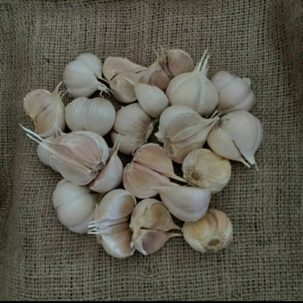 

bawang putih 1 kg