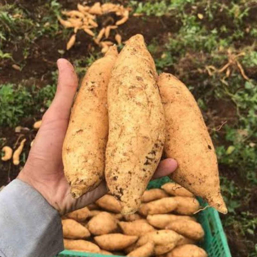 

UBI MADU CILEMBU ASLI PACET/TRAWAS MENTAH SPEK OVEN SUPER MANIS 1KG