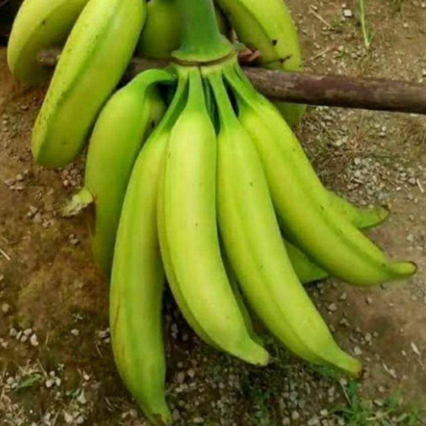 

Pisang Tanduk MADU/ Agung / byar @2kg kwalitas super khas Trenggalek