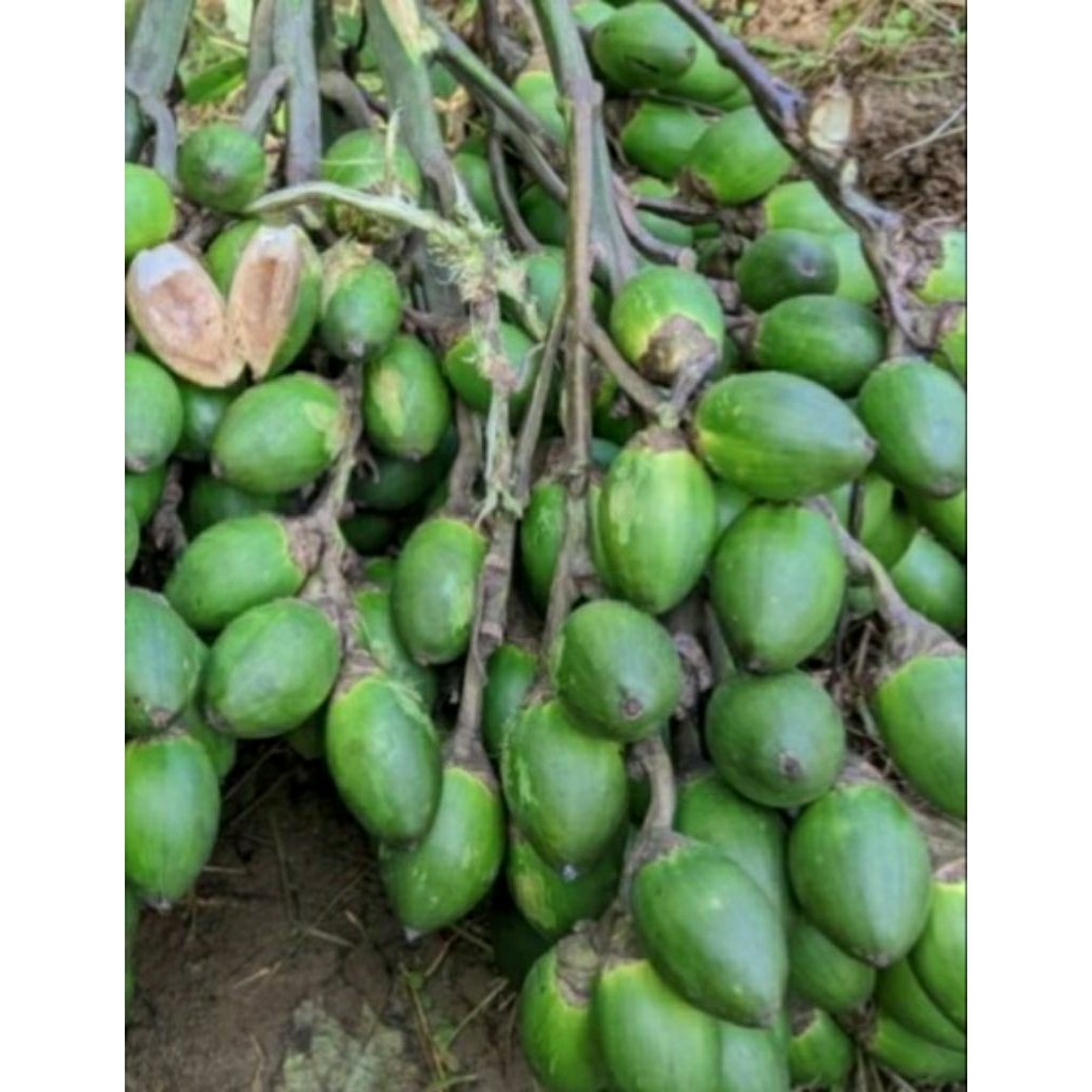 

promo jambe muda 1 kg murah cod