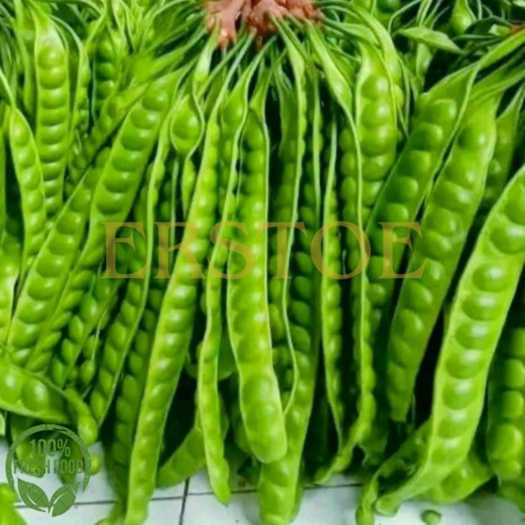 

PETE / PETAI TUA KUALITAS TERBAIK FRESH PILIHAN 1 PAPAN / LONJOR