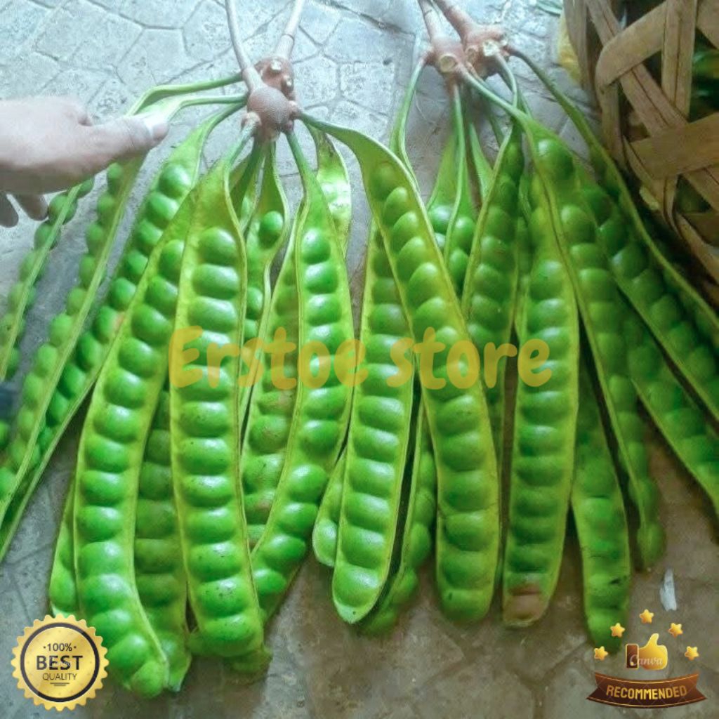 

PETAI FRESH TUA PER 1 PAPAN KUALITAS TERBAIK PILIHAN