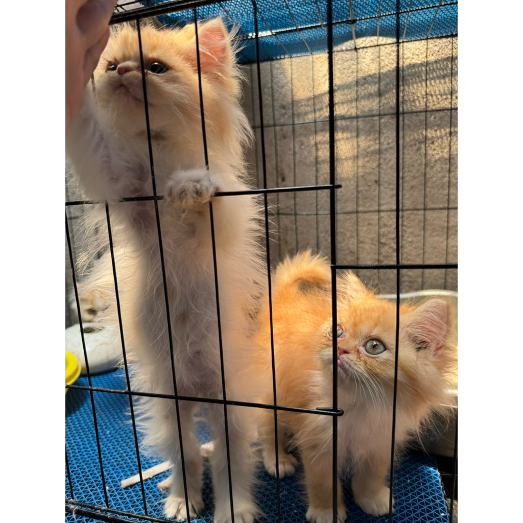 Kucing kitten flatnose persia - anak kucing pesek - kitten persia kucing peaknose