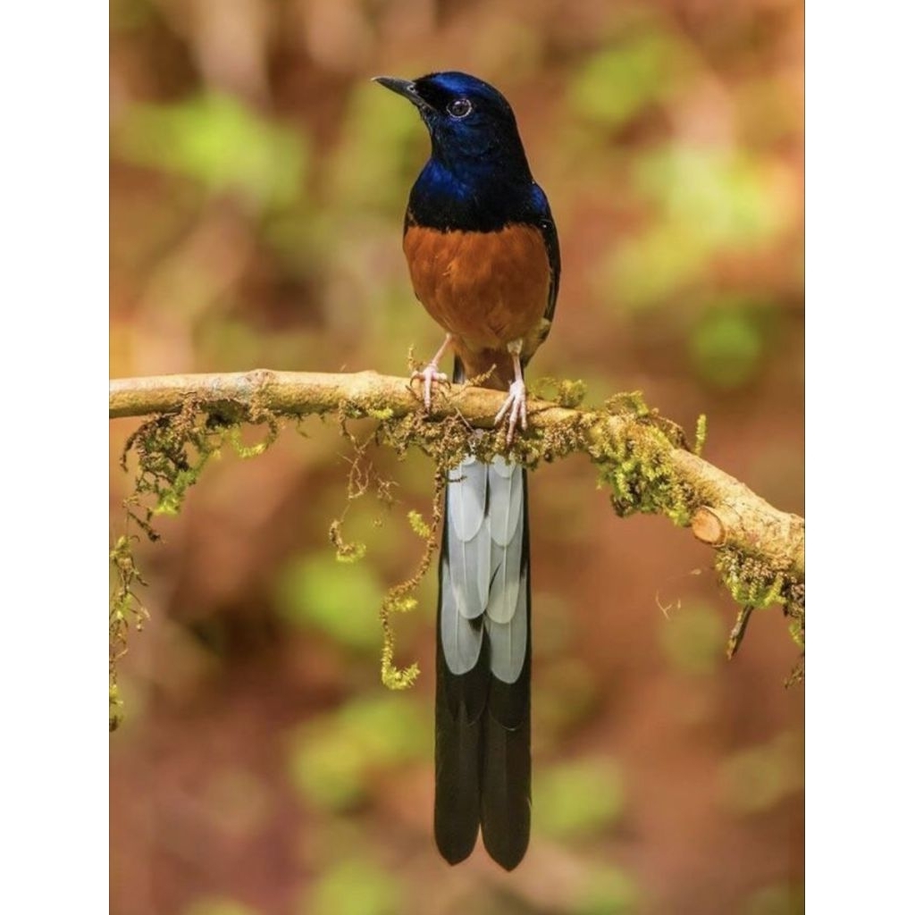 

murai batu medan indukan prestasi 100%- telur fertil siap tetas