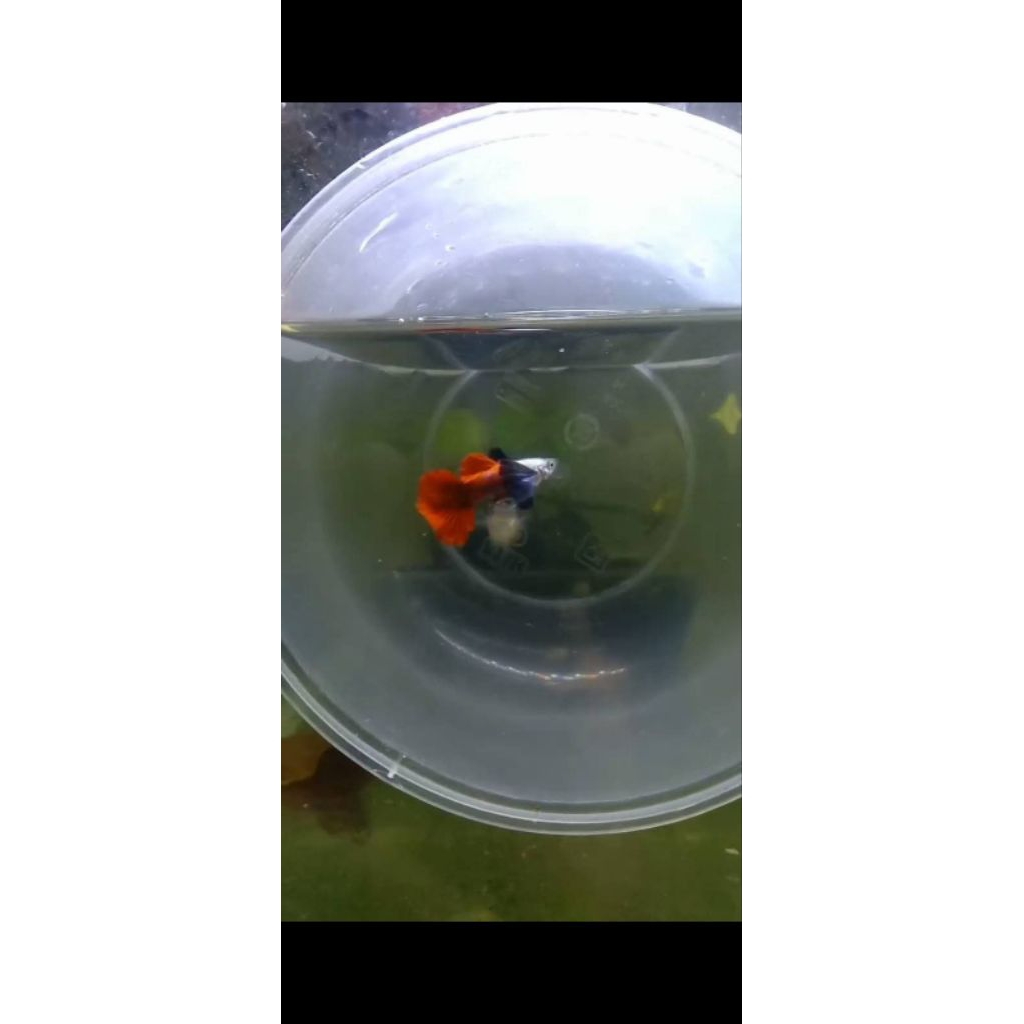 hiasan aquarium guppy PRTDE HM RT grade A