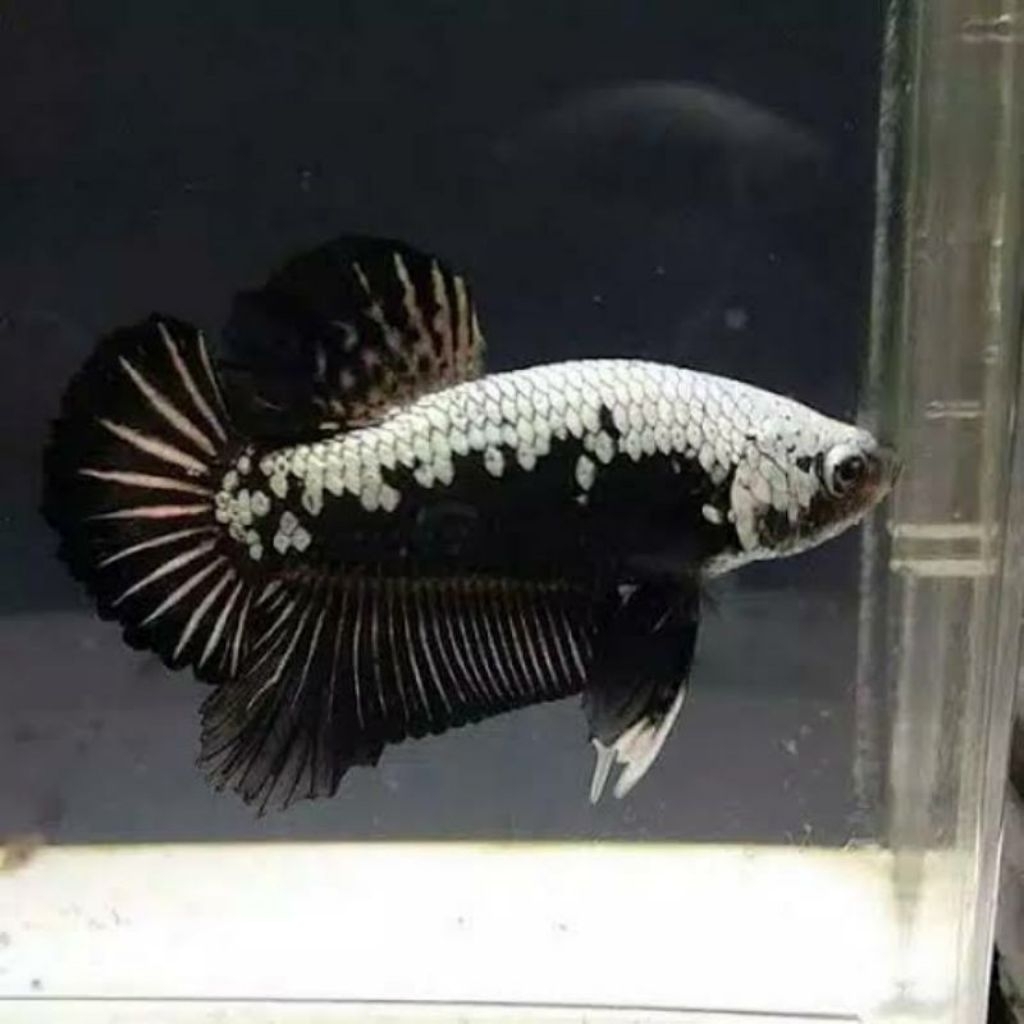 Ikan Cupang Plakat Black Samurai