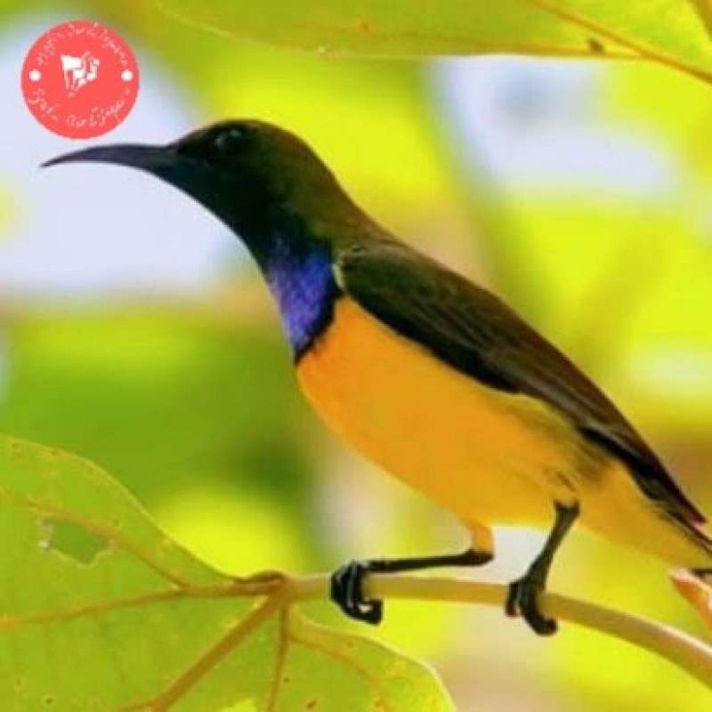 Burung Sogon Jantan Metalik Dasi hitam Istimewa