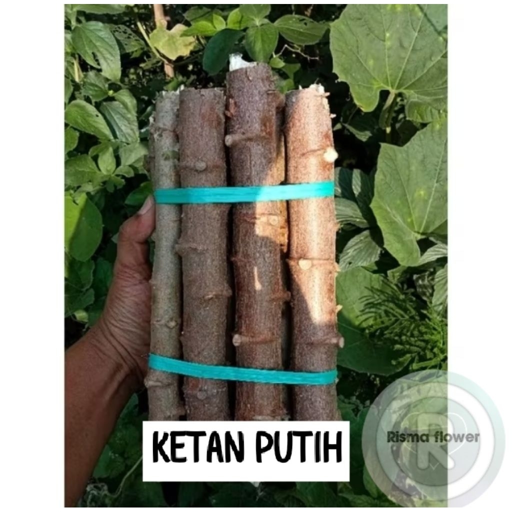 PAKET 10 BATANG SINGKONG KETAN PUTIH / POHON BATANG UMBI SINGKONG - BIBIT TANAMAN SINGKONG