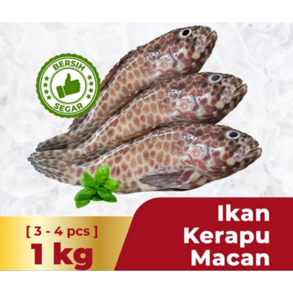 

ikan kerapuh macan 1 kg fress ada pagi siang bppn
