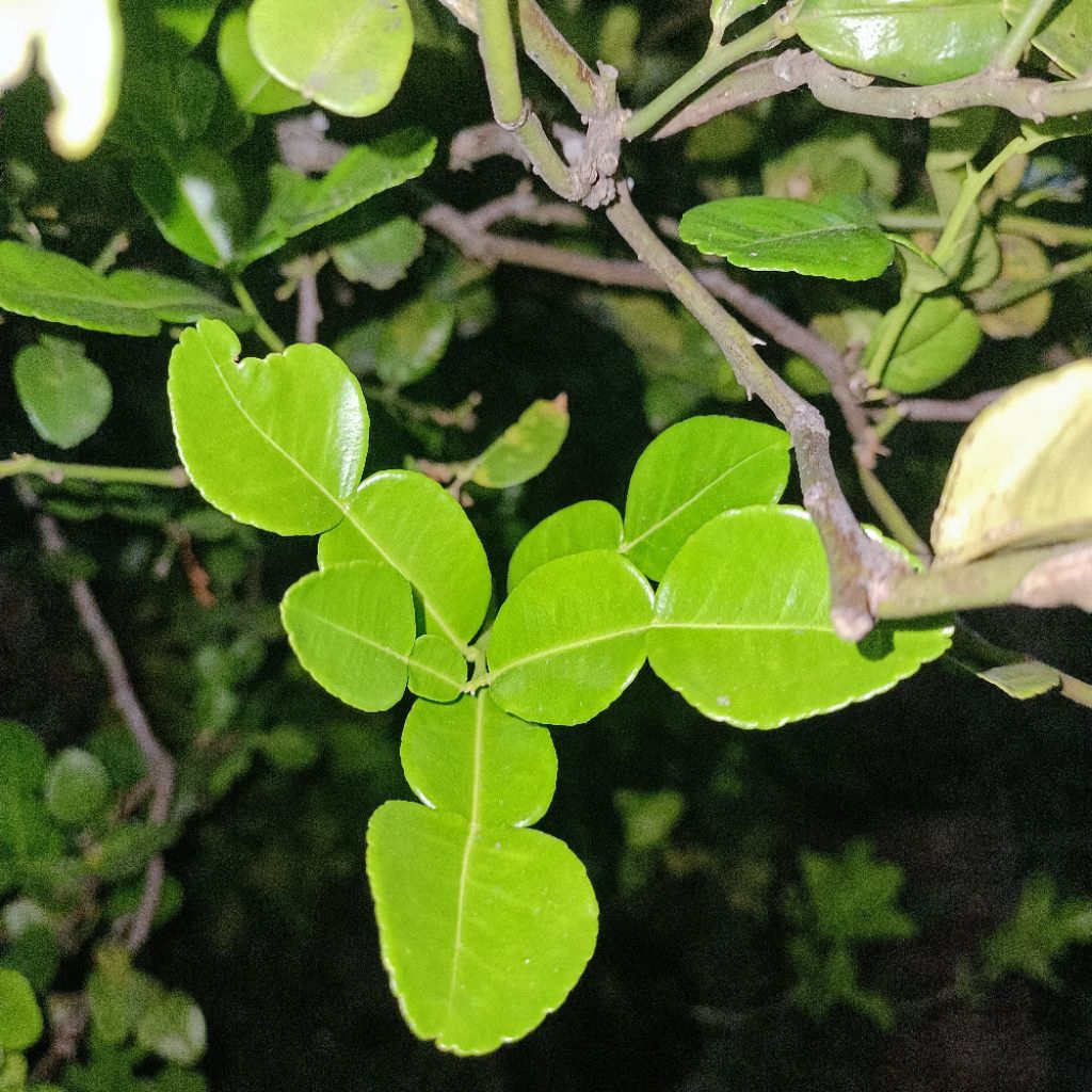 

Daun Jeruk Purut Fresh atau Kering 100g