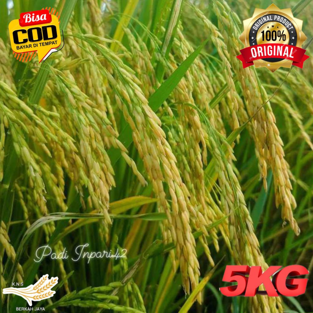 BENIH BIBIT PADI INPARI 42 JUMBO KEMASAN 5KG
