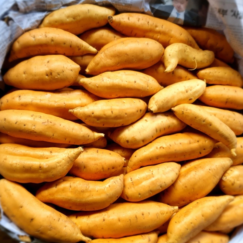 

Ubi Madu Cilembu Mentah Premium Rasa Manis Legit Cocok Untuk dibakar atau dikukus Ukuran Sedang