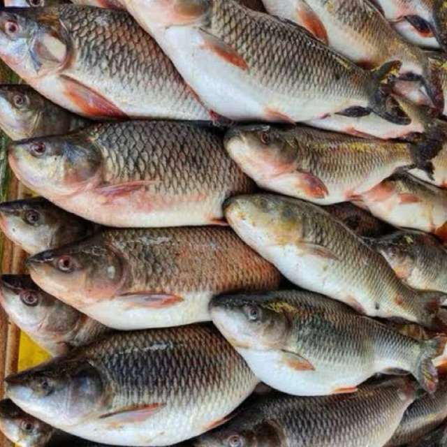 

KIRIM INSTAN IKAN MAS SEGAR / IKAN MAS EXPRESS / IKAN MAS FRESH / IKAN MAS SIAP MASAK / IKAN MAS MURAH / TUKANG SAYUR ONLINE BEKASI