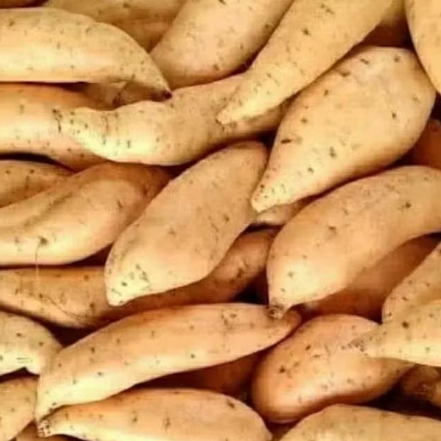 

UBI MADU CILEMBU SEGAR FRESH TERMURAH CEK !!!