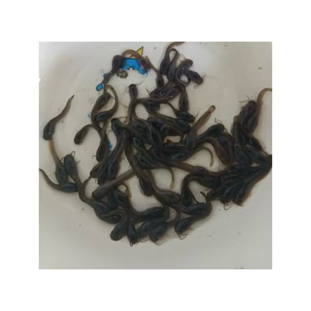 Ikan lele kecil hidup uk 4 - 5 cm