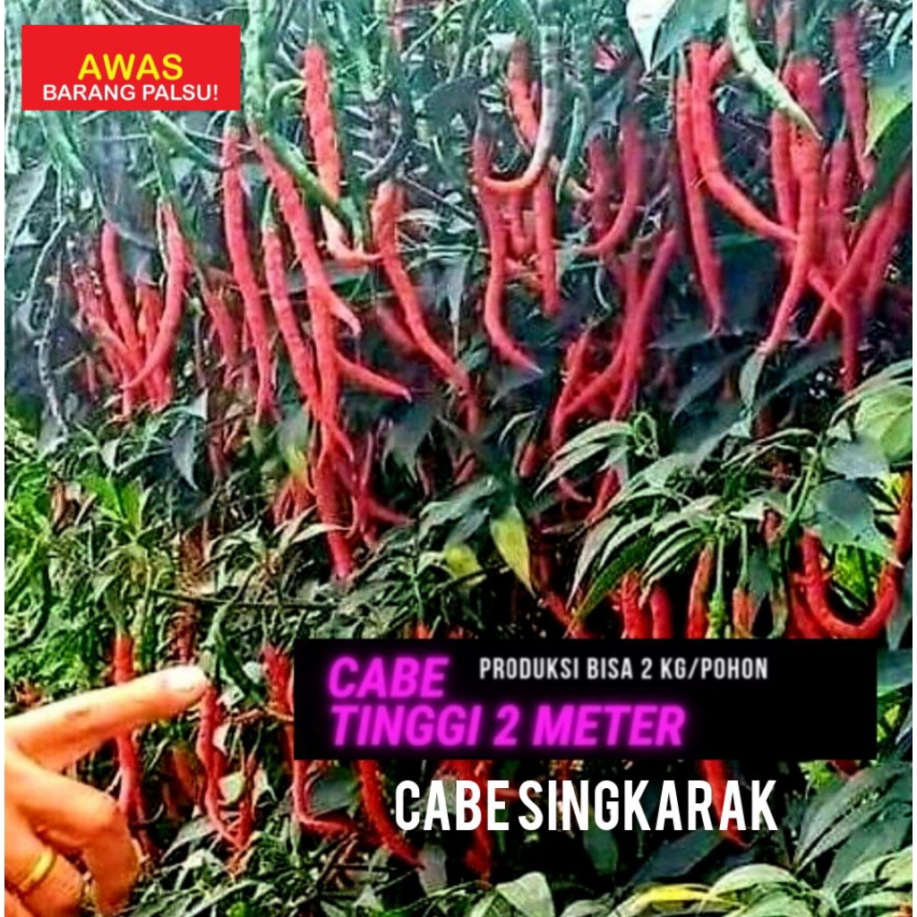 Benih Cabe Keriting Tinggi 2 meter 10 gram