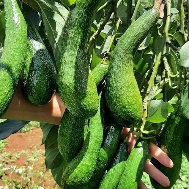 entres alpukat SAB 034 - pucuk tunas alpukat sab 034