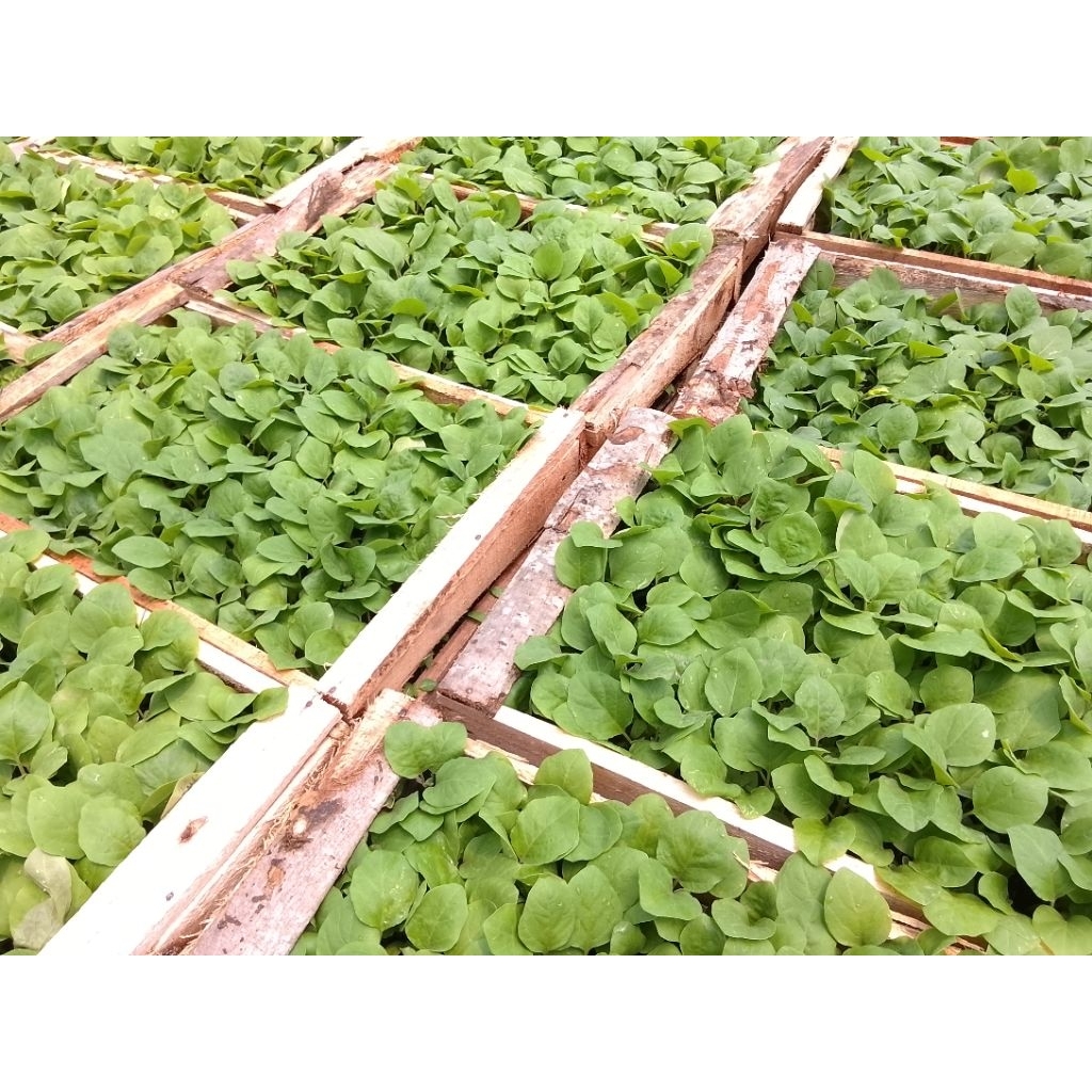 

Terong prince07 (ungu)