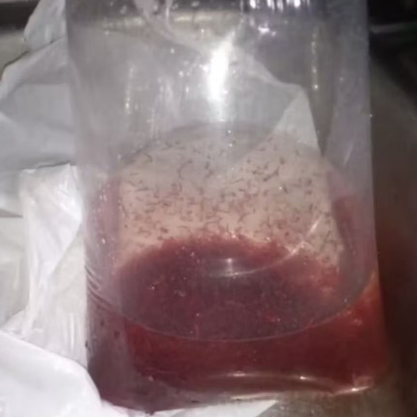 CACING DARAH HIDUP PAKAN IKAN HIAS FRESH (MINIMAL ORDER 2 BUNGKUS)