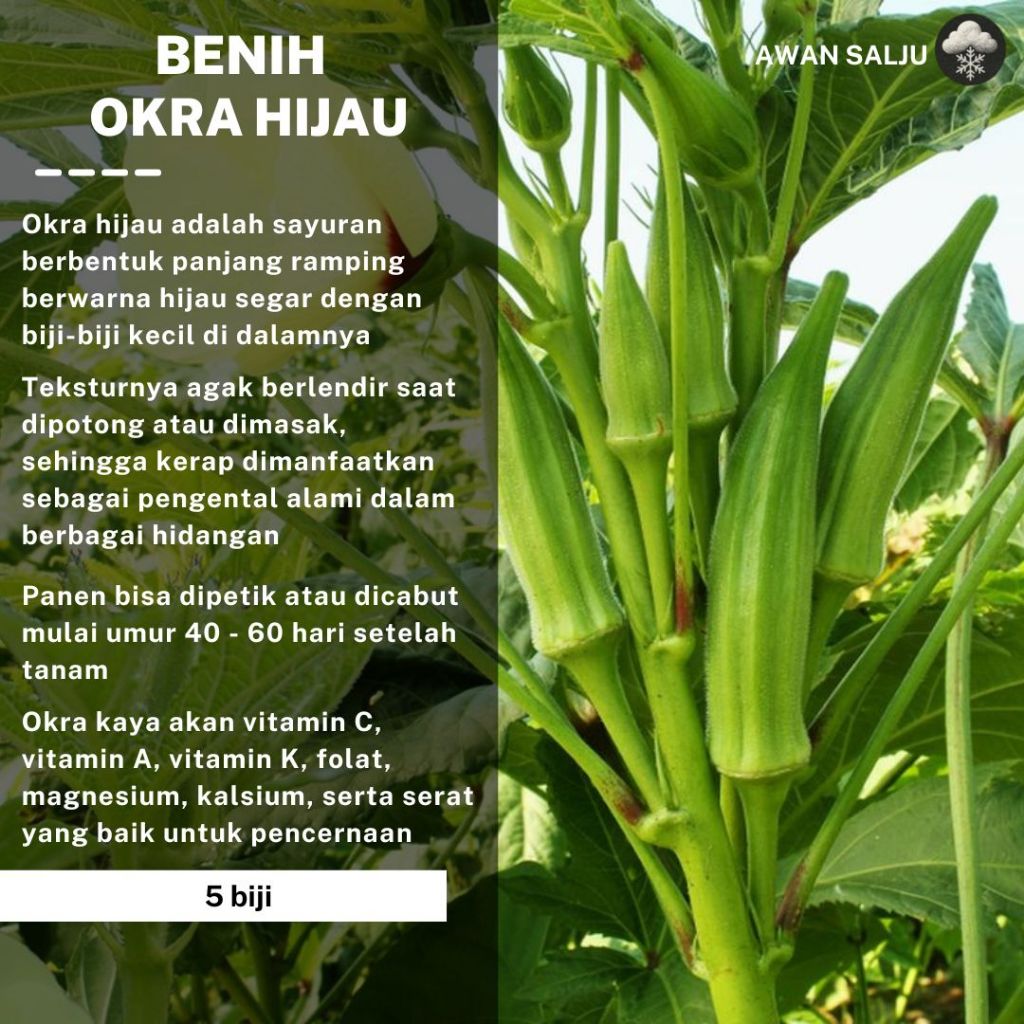 Benih Okra Hijau Greennie Bibit Okra Hijau Greennie Benih Sayur Buah-buahan Berkualitas