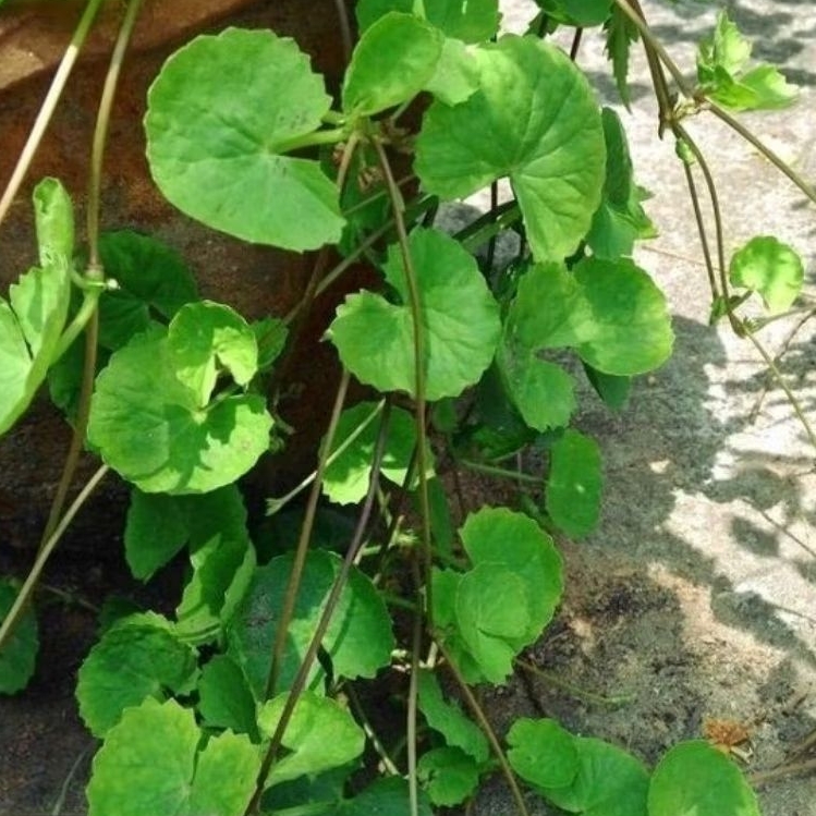 

antanan segar fres kualitas bagus 1 kg