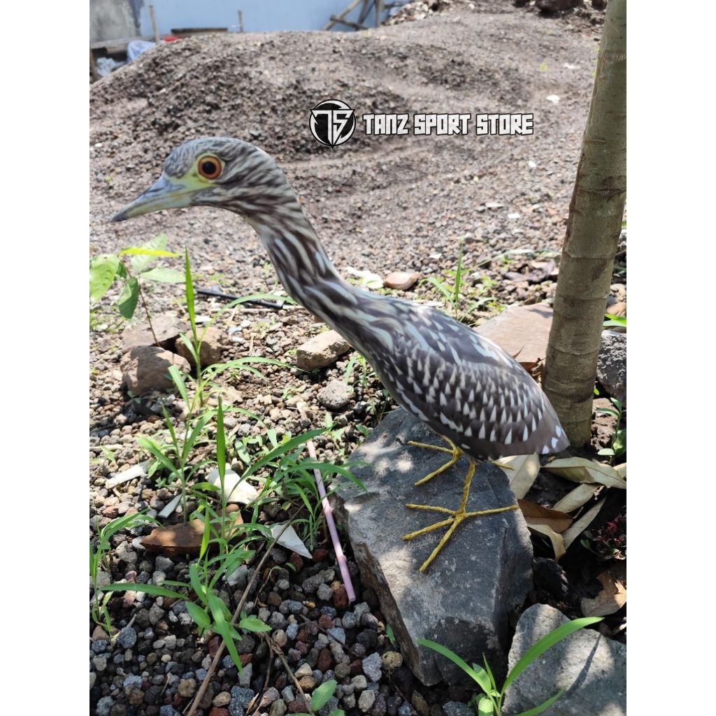 Jontrot burung goak coklat rawa/ patung boneka manuk koak mirip aslinya