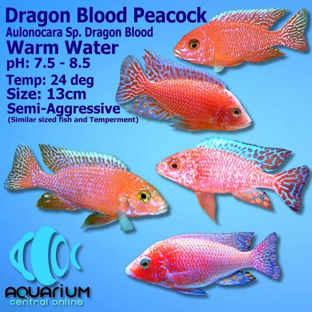 Ikan Hias Cichlid Dragon Blood / Cichlid Aulonocara / African Cichlid / Ikan Hias Air Tawar