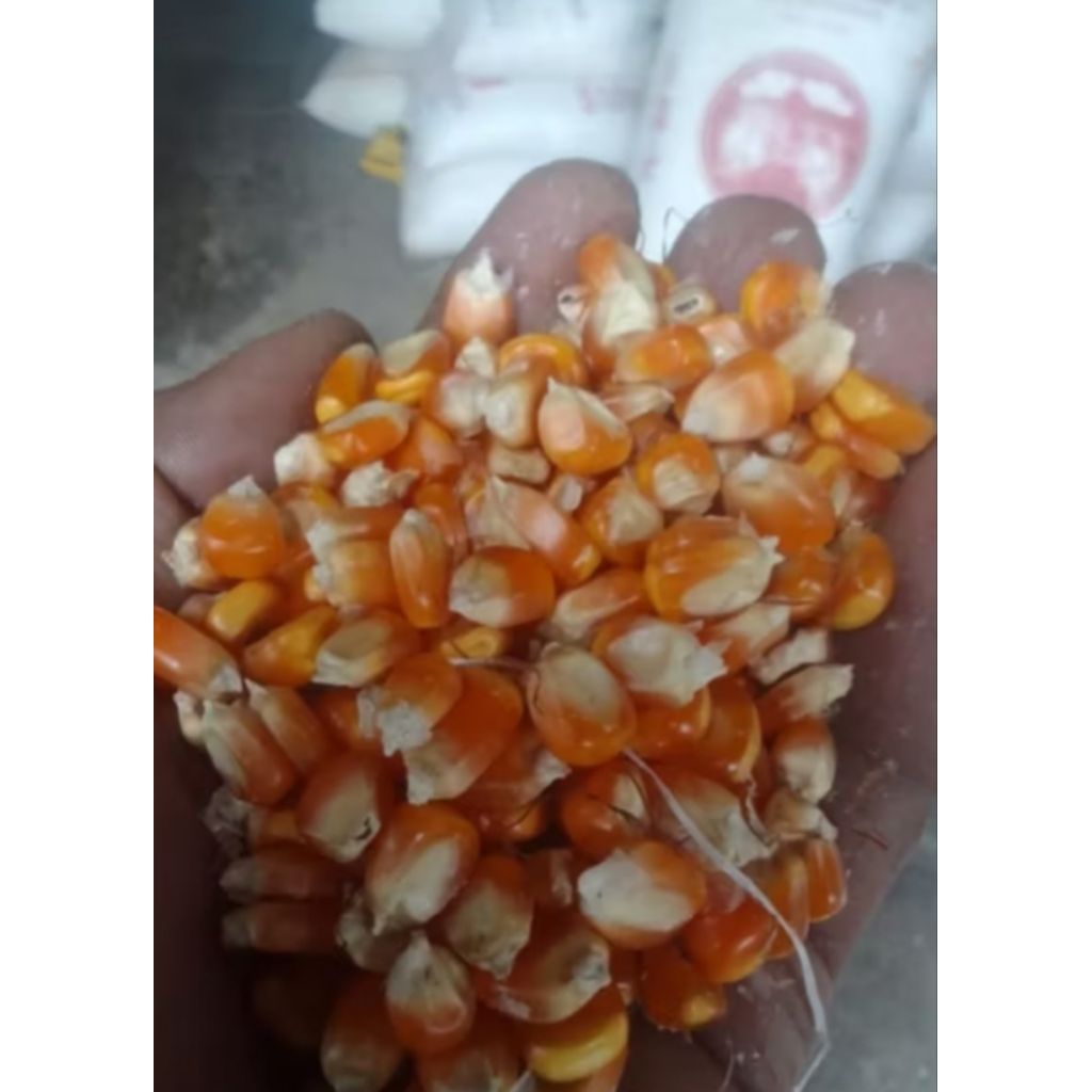 jagung kering pakan ternak