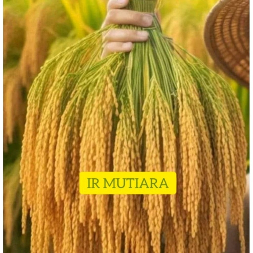 Benih Padi IR Mutiara Berkualitas Unggul 5kg