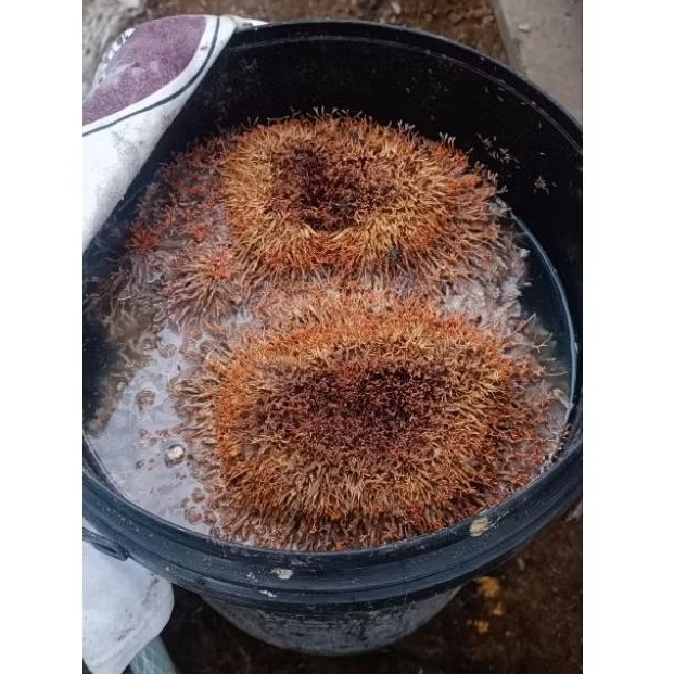 JAKABA (jamur keberuntungan abadi)