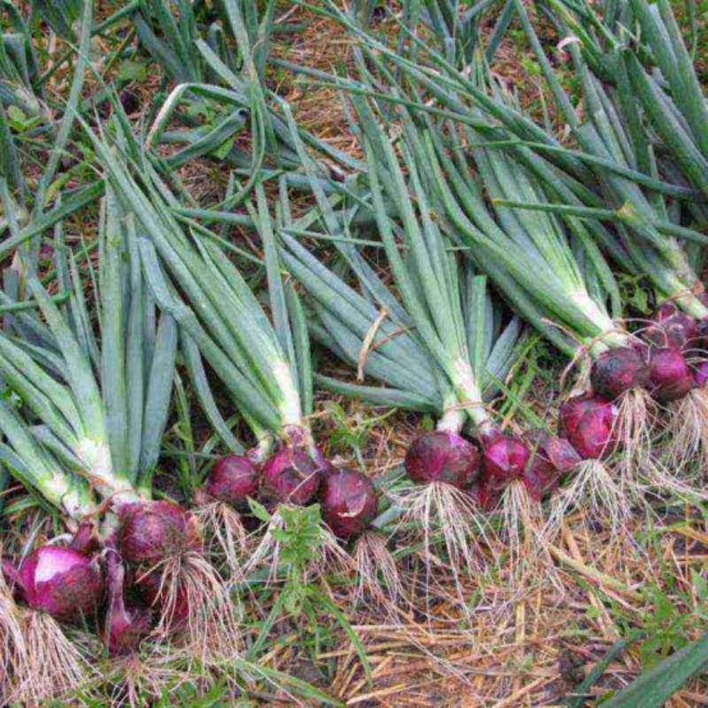 

Benih Bawang Merah Isi 25 Biji - Produk dengan Jumlah 25 Biji Bawang Merah