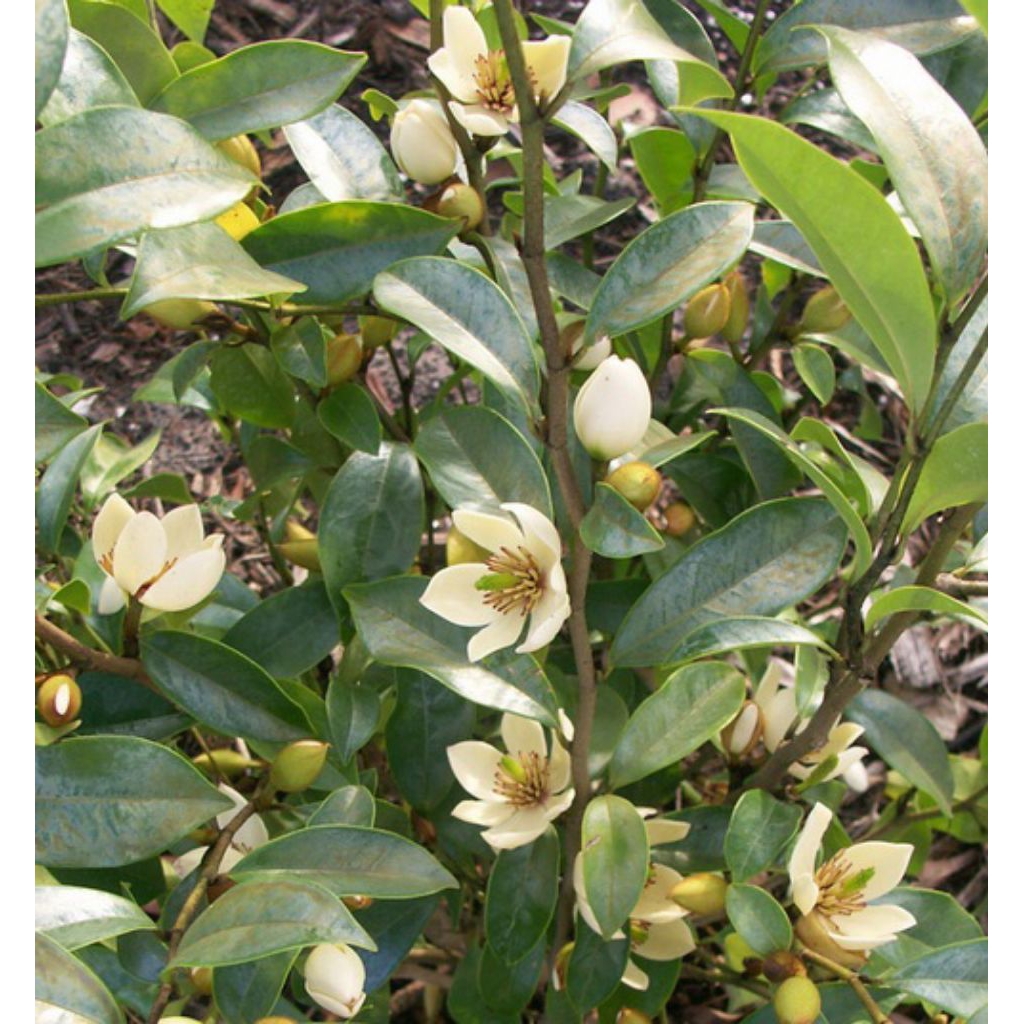 bibit bunga cempaka mulya super