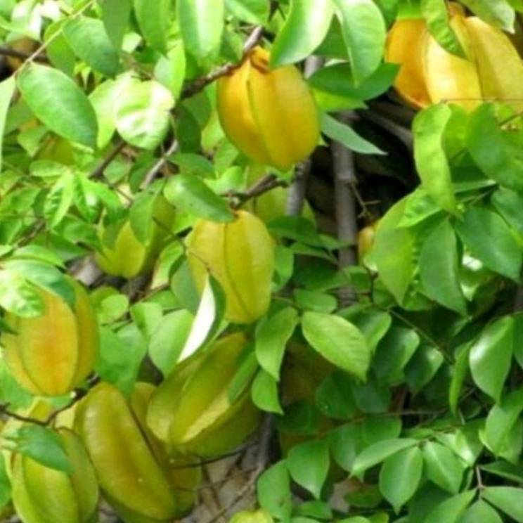 

Boskrokot - Daun Belimbing Obat Herbal 100 gram Fresh