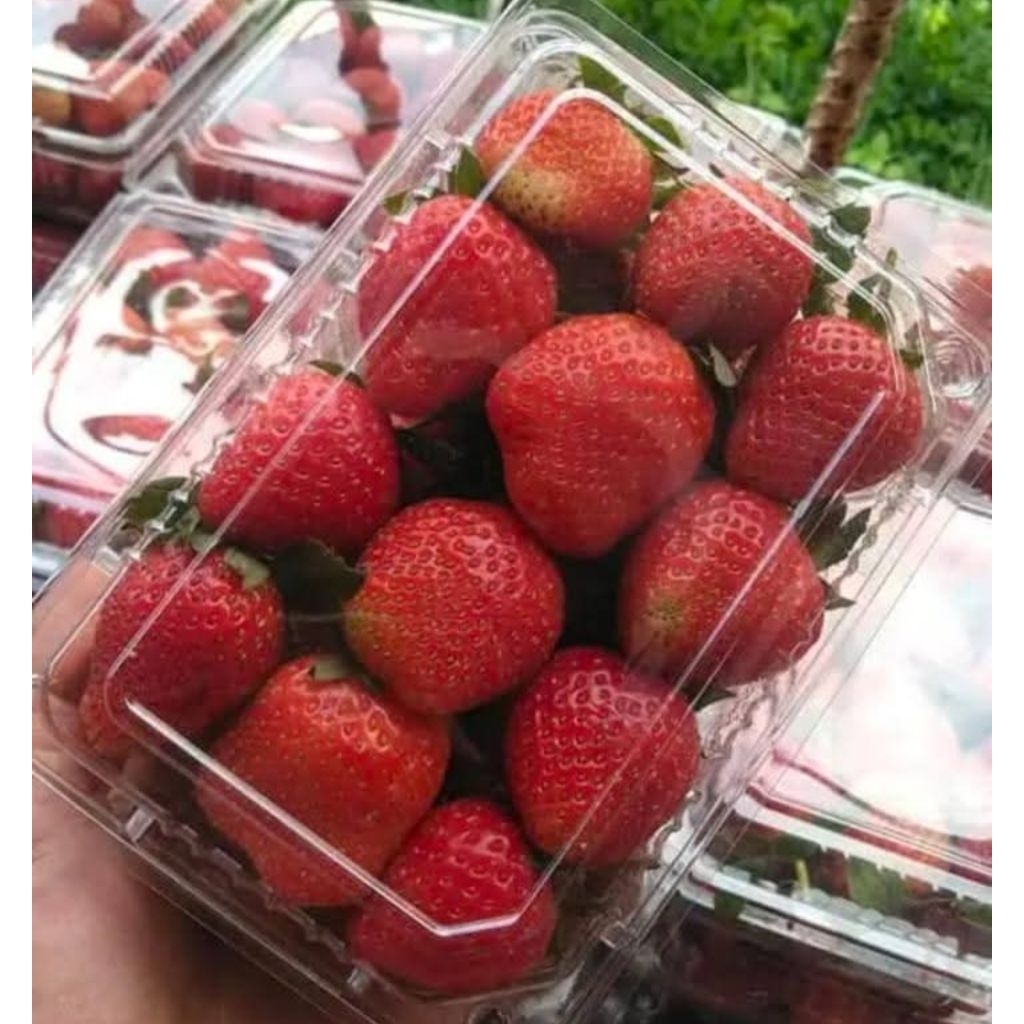 

BUAH STRAWBERY JUMBO