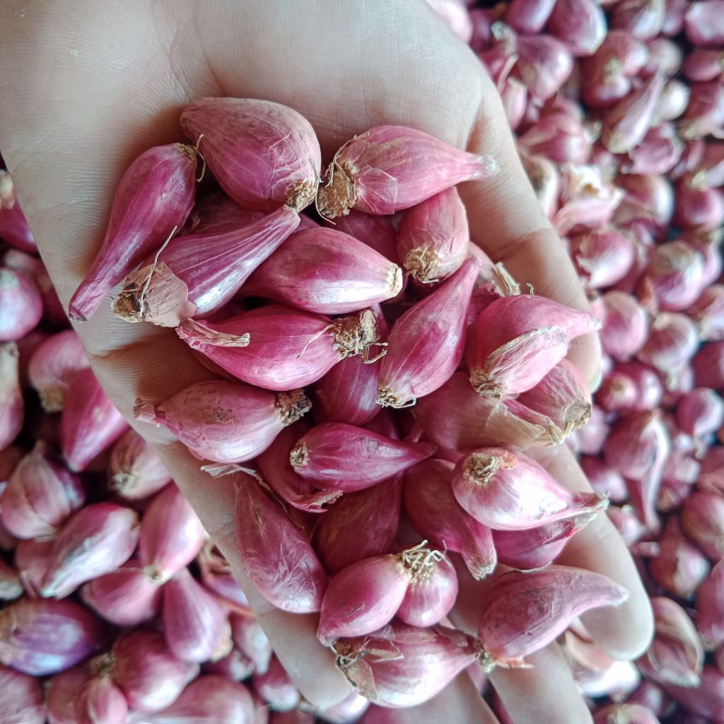 

Bawang merah kecil-kecil (lembutan) lokal nganjuk kering
