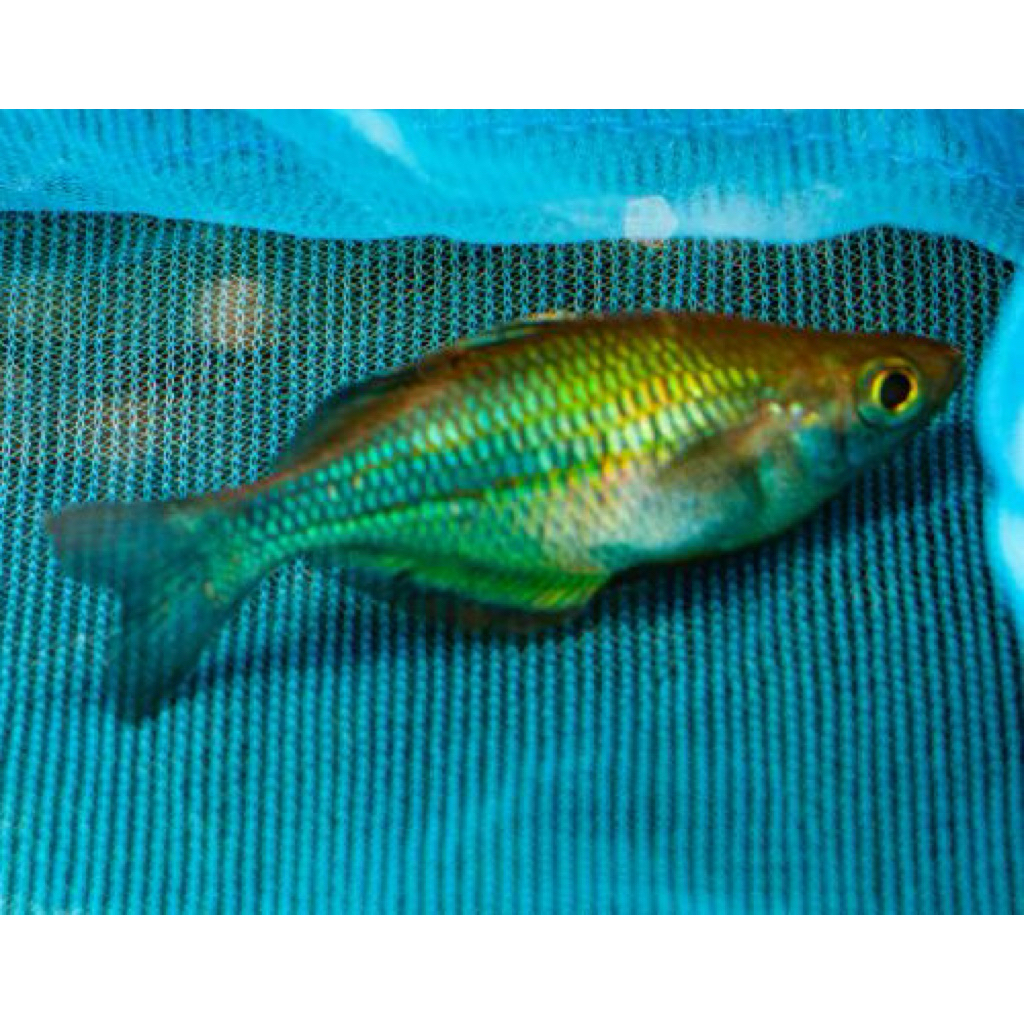 Rainbow Lacustris Biru ikan hias air tawar aquascape