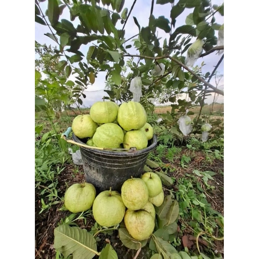 Jambu Kristal tanpa biji 1kg