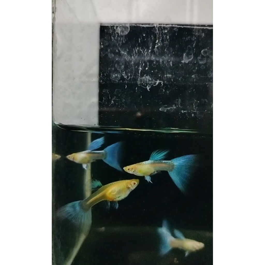 Hiasan Aquarium Guppy Albino Sky Blue