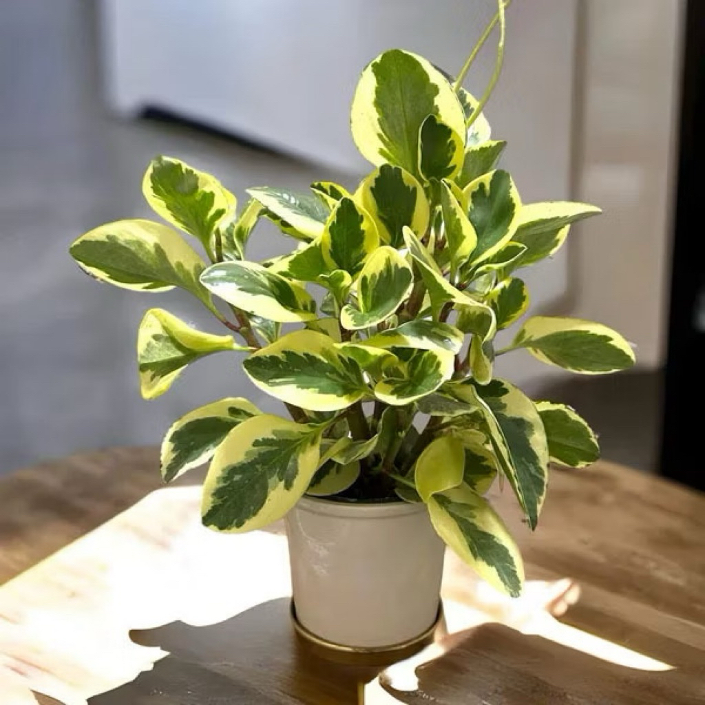 ( BISA COD ) Tanaman hias peperomia obtusifolia variegata / Tanaman Peperomia Variegata / Tanaman Te