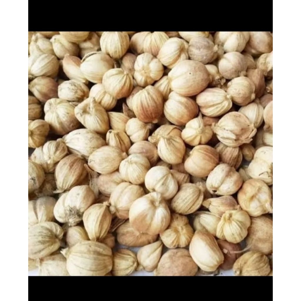 

Kapulaga || Kapol Kering Asli 100%