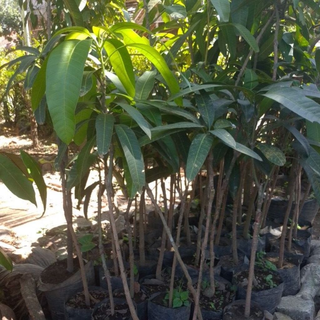 

Mangga Kiojay Hasil Okulasi Cepat Berbuah